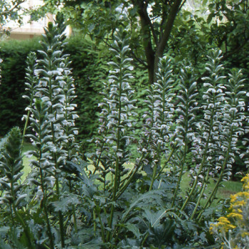 Acanthe à feuilles molles - Image 1
