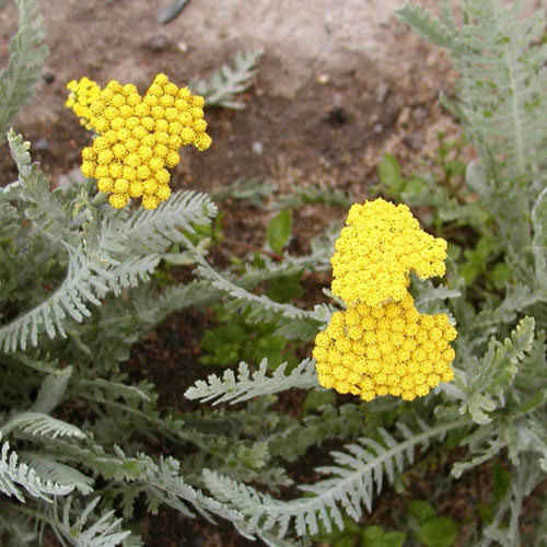 Achillée ´Jaune´