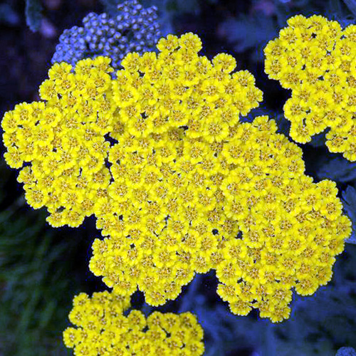 Achillée ´Jaune´