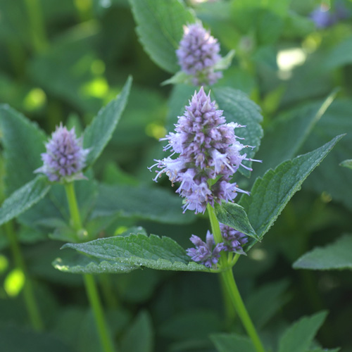 Agastache 'Blue Fortune'