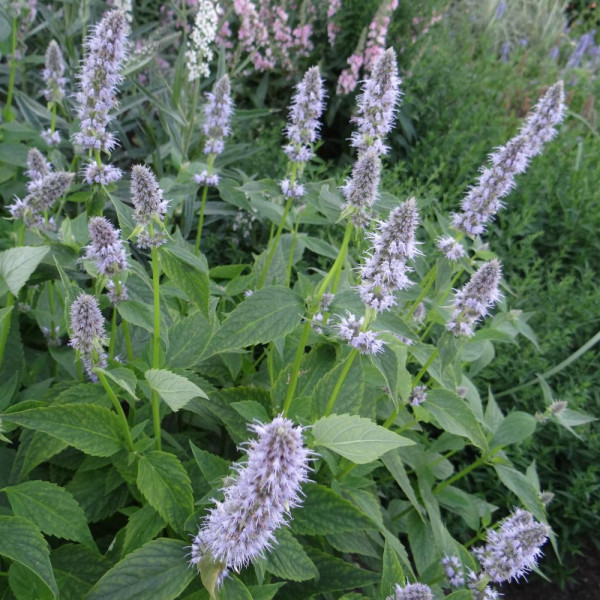 Agastache 'Blue Fortune'