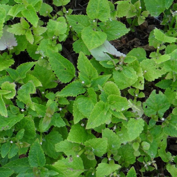 Agastache 'Blue Fortune'