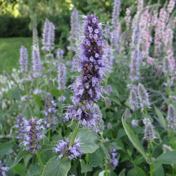 Agastache 'Blue Fortune'