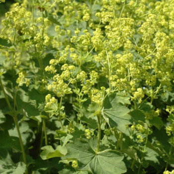 Alchemilla mollis