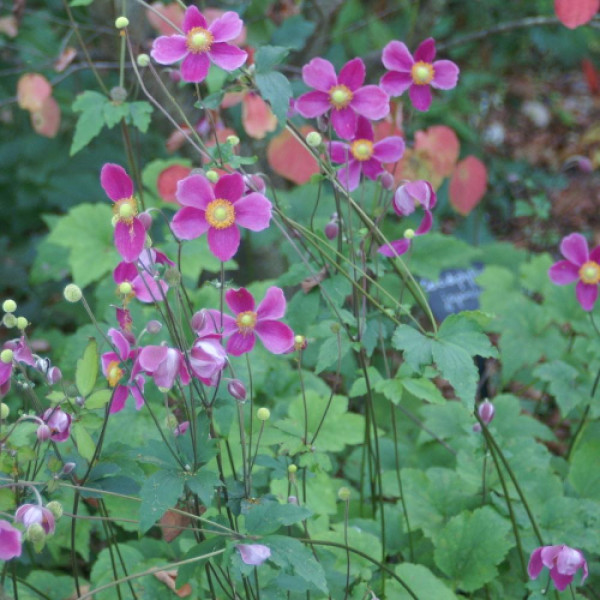 Anémone du Japon 'Splendens'