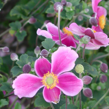 Anémone du Japon 'Splendens'