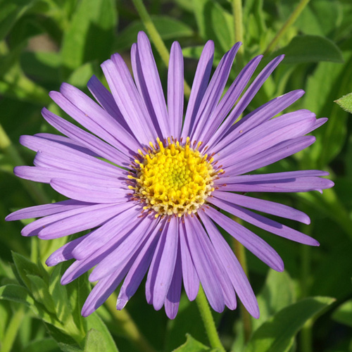 Aster frikartii 'Mönch'