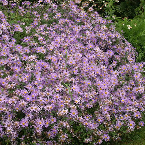 Aster frikartii 'Mönch'