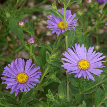 Aster frikartii 'Mönch'