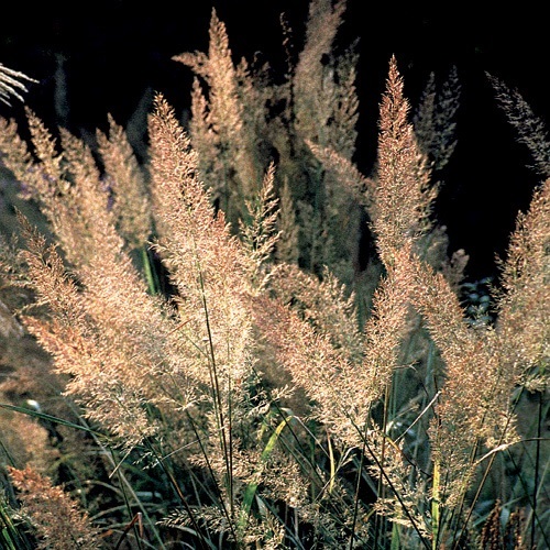 Calamagrostis Brachytrica