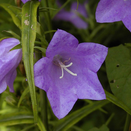 Campanule à feuilles de pêcher