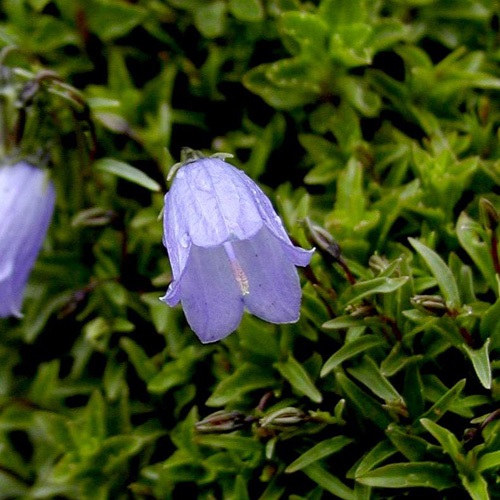 Campanule Fluette