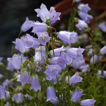 Campanule Fluette