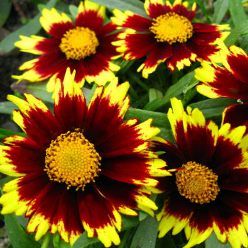 Coreopsis 'Cosmic Eye'