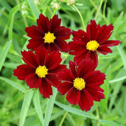 Coreopsis 'Mercury Rising' - Image 2