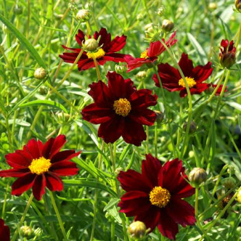 Coreopsis 'Mercury Rising'