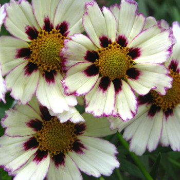 Coreopsis ´Star Cluster´