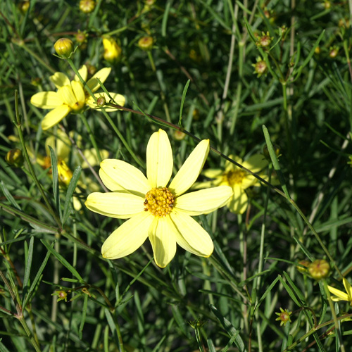 Coreopsis Verticillé 'Moonbeam'