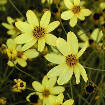 Coreopsis Verticillé 'Moonbeam'