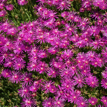 Delosperma cooperi