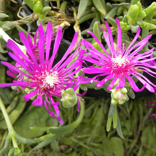 Delosperma cooperi