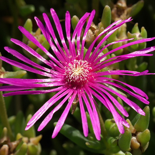 Delosperma cooperi