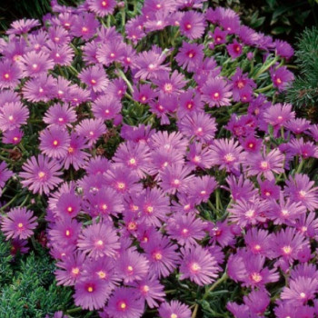 Delosperma cooperi