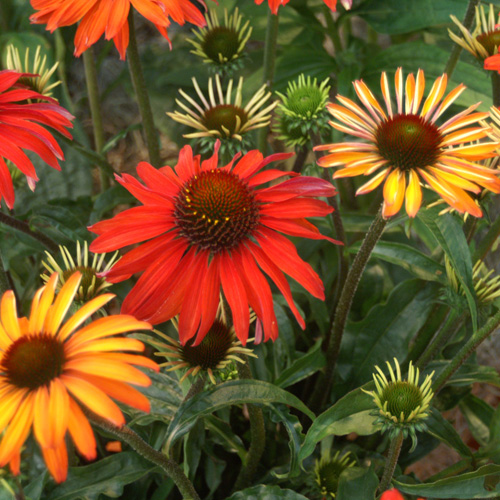 Echinacea « Hot Summer »