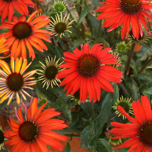 Echinacea « Hot Summer »