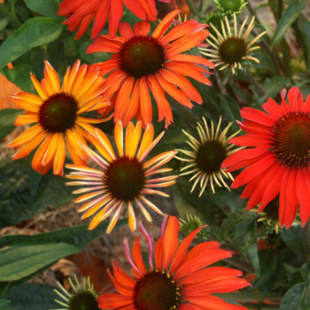 Echinacea « Hot Summer »