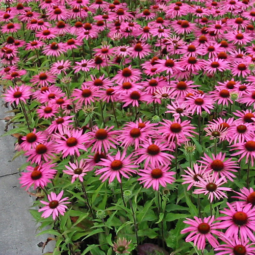 Echinacea ´Magnus´