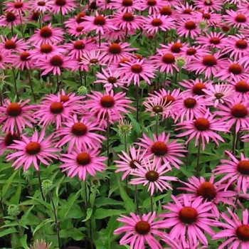 Echinacea ´Magnus´