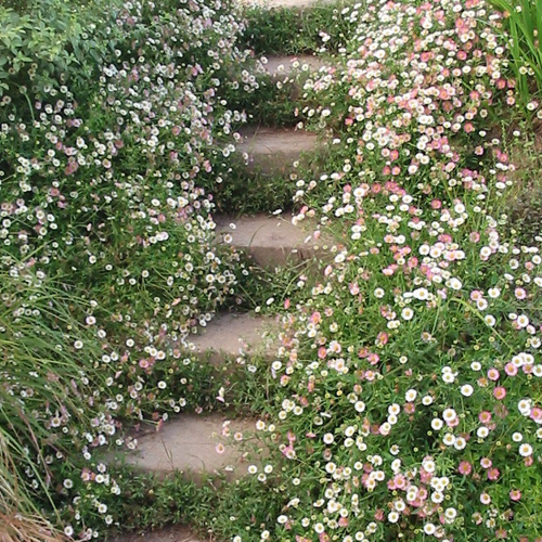 Erigeron karvinskianus