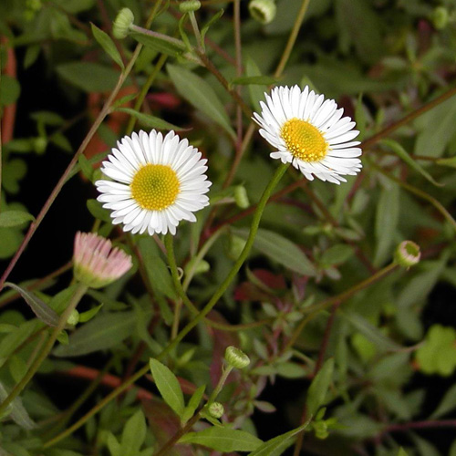 Erigeron karvinskianus