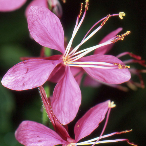 Gaura ´Rose´