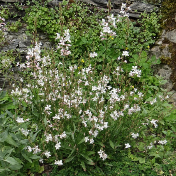 Gaura lindheimeri ´Summer Breeze´