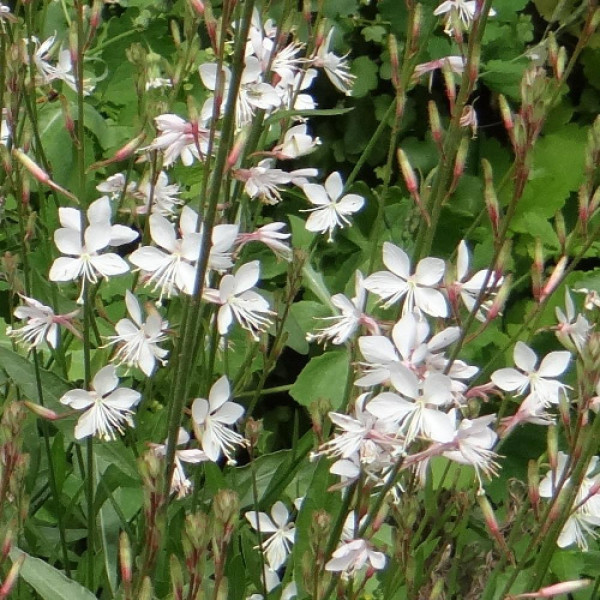 Gaura lindheimeri ´Summer Breeze´