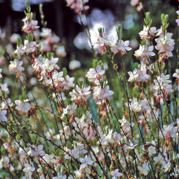 Gaura lindheimeri ´Summer Breeze´