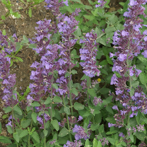 Nepeta ´Six Hills Giant´