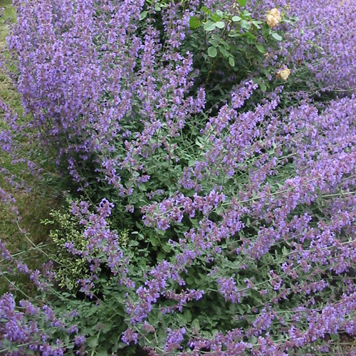 Nepeta ´Six Hills Giant´