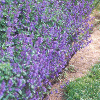 Nepeta ´Six Hills Giant´