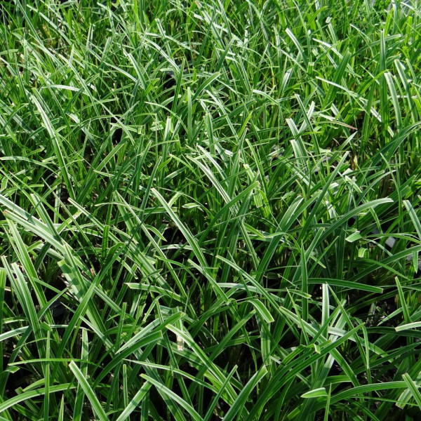 Carex morrowii 'Variegata'