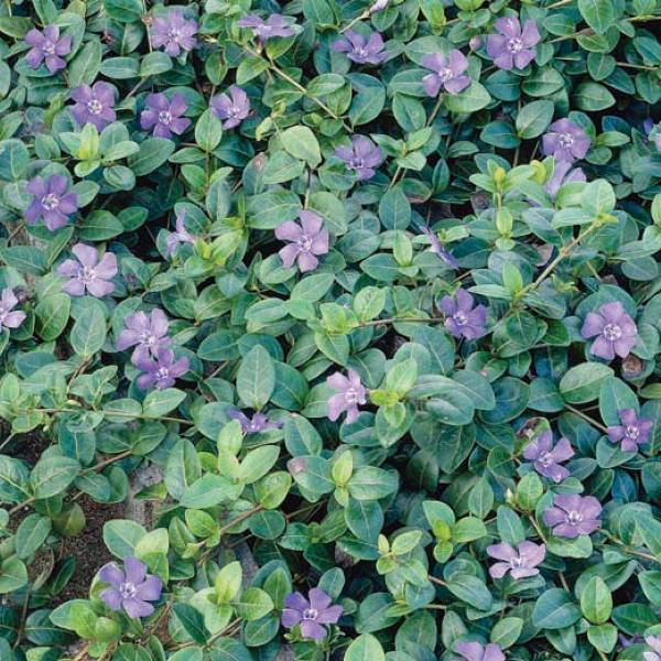 Petite Pervenche - Vinca minor