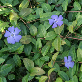 Petite Pervenche - Vinca minor