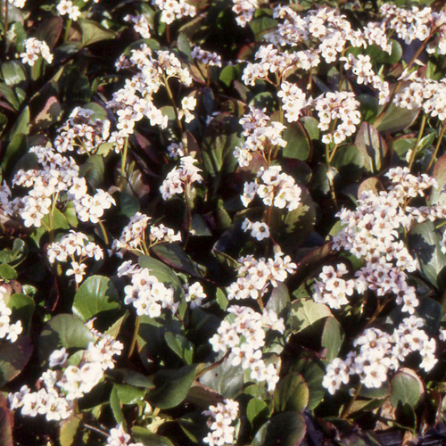 Bergenia ´Bressingham White´