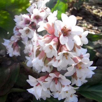 Bergenia ´Bressingham White´