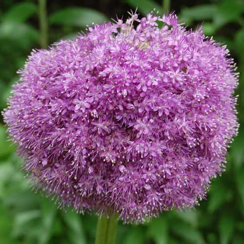 Allium giganteum