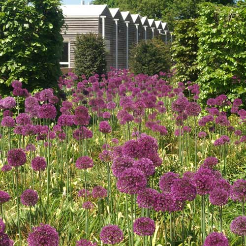 Allium giganteum