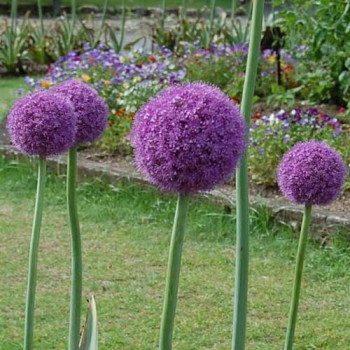 Allium giganteum