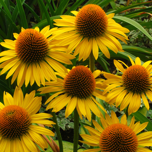 Echinacea ´Maui Sunshine´